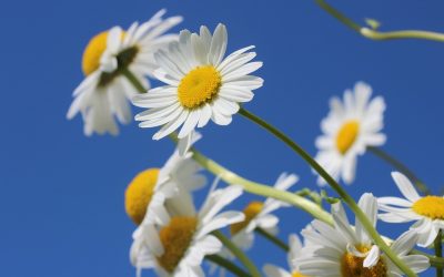 Sommer-Gottesdienstordnung